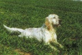 Setter Anglais RADENTIS CALI